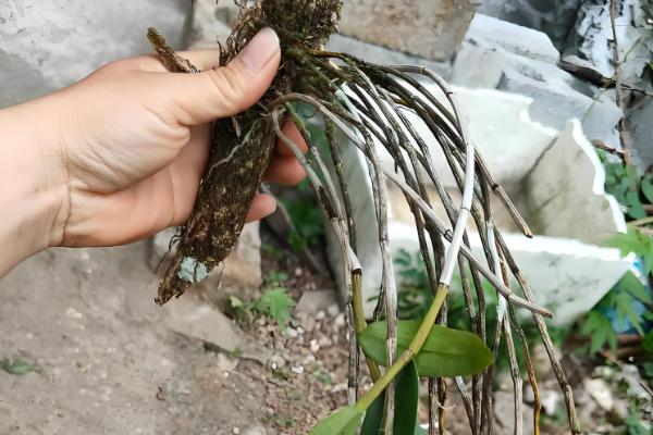 铁皮石斛的种植技术,春季和秋季均可种植