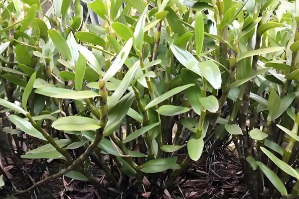 铁皮石斛的种植技术,春季和秋季均可种植