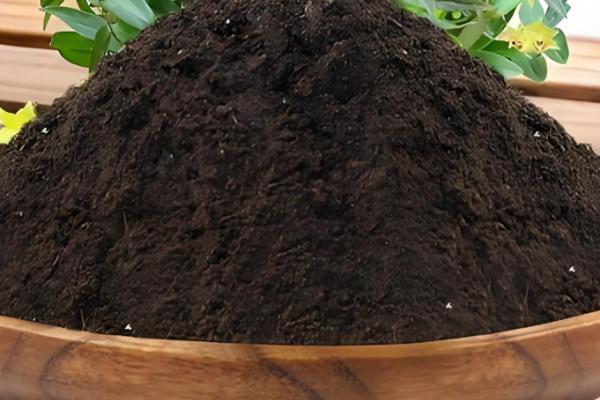 铁皮石斛的种植技术,春季和秋季均可种植