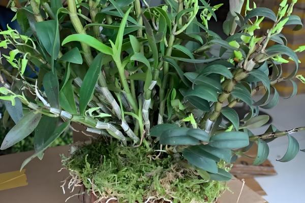 铁皮石斛的种植技术,春季和秋季均可种植