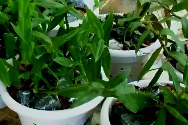 铁皮石斛的种植技术,春季和秋季均可种植