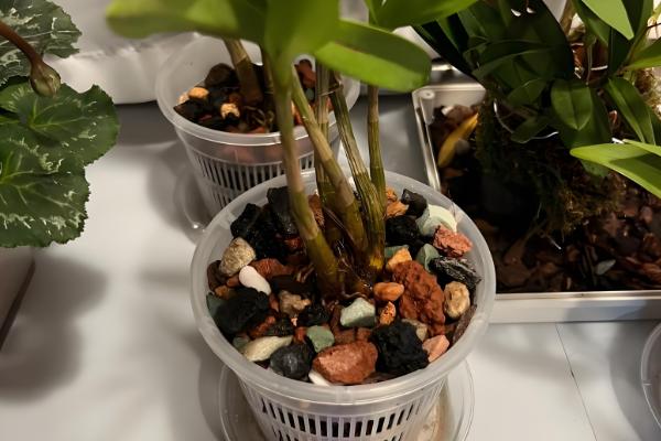 铁皮石斛的种植技术,春季和秋季均可种植