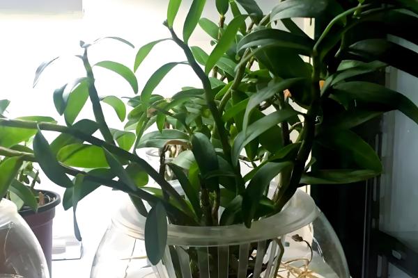 铁皮石斛的种植技术,春季和秋季均可种植