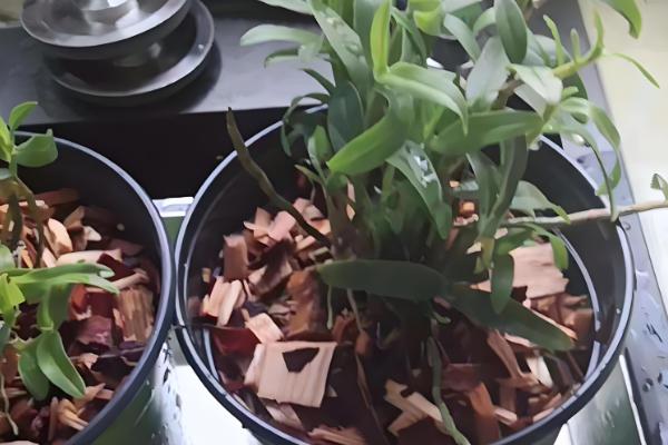 铁皮石斛的种植技术,春季和秋季均可种植