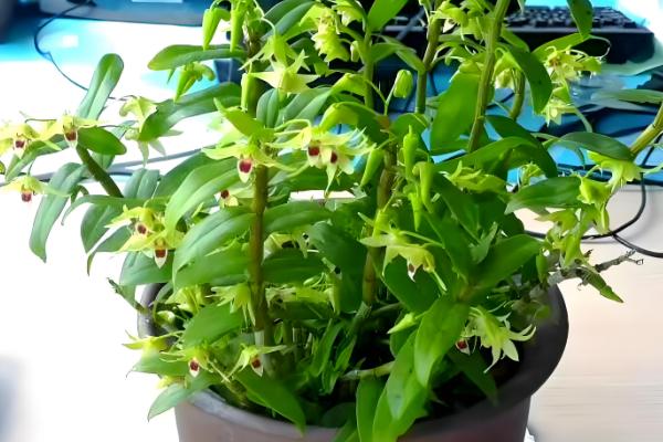 铁皮石斛的种植技术,春季和秋季均可种植