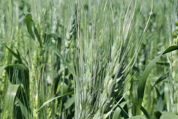 怀川916小麦的亩产量,在商丘试验点的产量高达650公斤