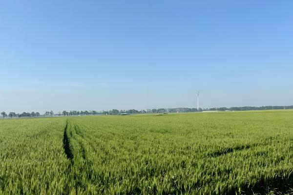 怀川916小麦的亩产量,在商丘试验点的产量高达650公斤