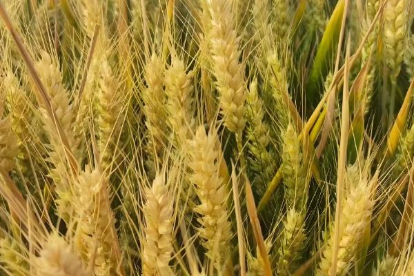 怀川916小麦的亩产量,在商丘试验点的产量高达650公斤