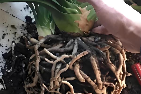 君子兰烂根怎么处理，要及时将其从盆土中脱离