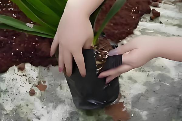 君子兰烂根怎么处理，要及时将其从盆土中脱离