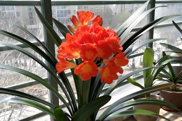 君子兰烂根怎么处理，要及时将其从盆土中脱离