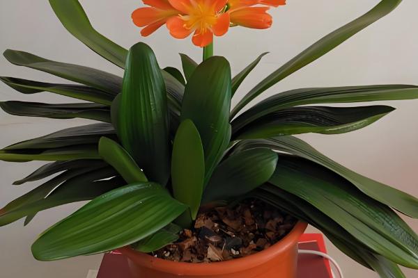 君子兰烂根怎么处理，要及时将其从盆土中脱离