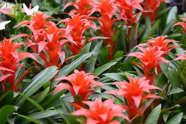 鸿运当头花怎么养，喜欢生长在15℃至22℃环境中