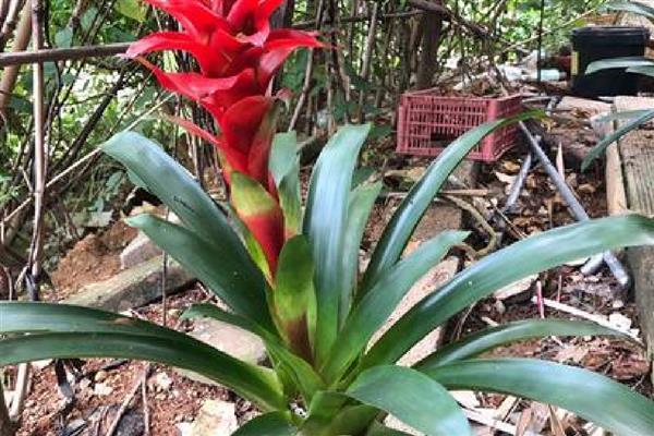 鸿运当头花怎么养，喜欢生长在15℃至22℃环境中