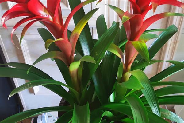 鸿运当头花怎么养，喜欢生长在15℃至22℃环境中