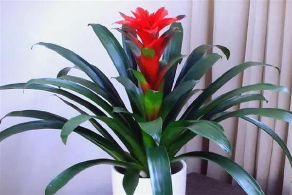 鸿运当头花怎么养，喜欢生长在15℃至22℃环境中