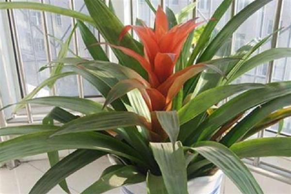 鸿运当头花怎么养，喜欢生长在15℃至22℃环境中