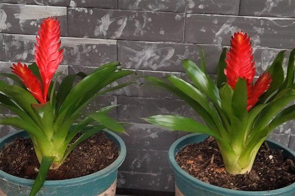 鸿运当头花怎么养，喜欢生长在15℃至22℃环境中