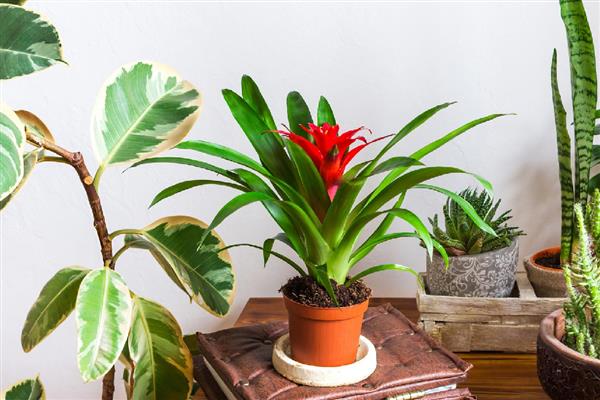 鸿运当头花怎么养，喜欢生长在15℃至22℃环境中