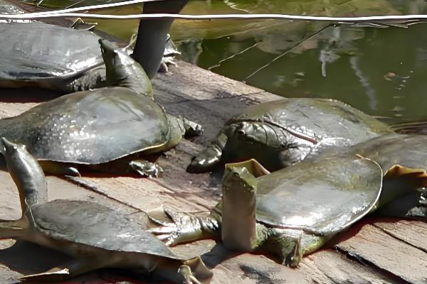 甲鱼可以离开水多长时间，通常可以活3-4天左右