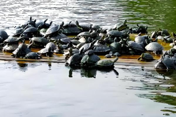 甲鱼可以离开水多长时间，通常可以活3-4天左右