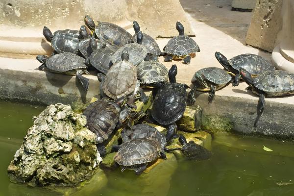 甲鱼可以离开水多长时间，通常可以活3-4天左右