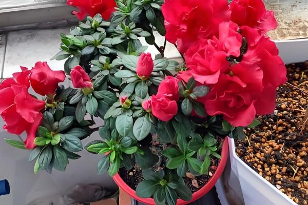 杜鹃花怎么施肥，花后应施以氮为主