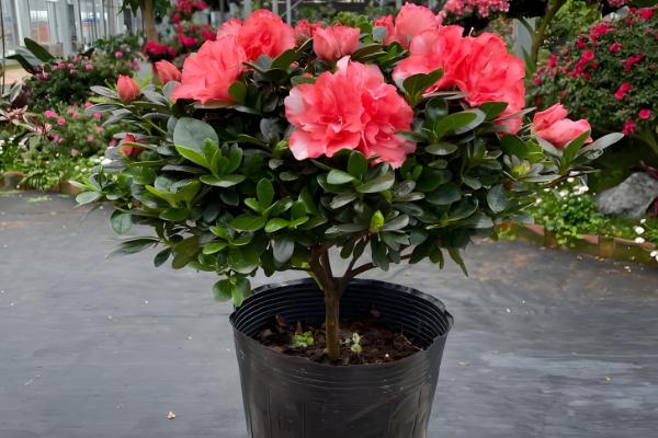 杜鹃花怎么施肥，花后应施以氮为主