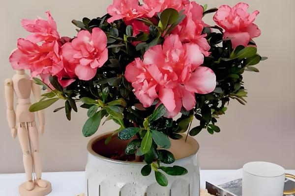 杜鹃花怎么施肥，花后应施以氮为主