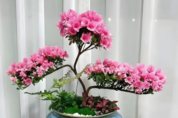 杜鹃花怎么施肥，花后应施以氮为主