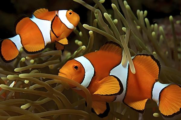 小丑鱼能和斑马鱼一起饲养吗，不能混养