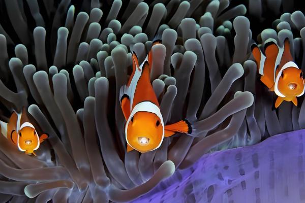 小丑鱼能和斑马鱼一起饲养吗，不能混养