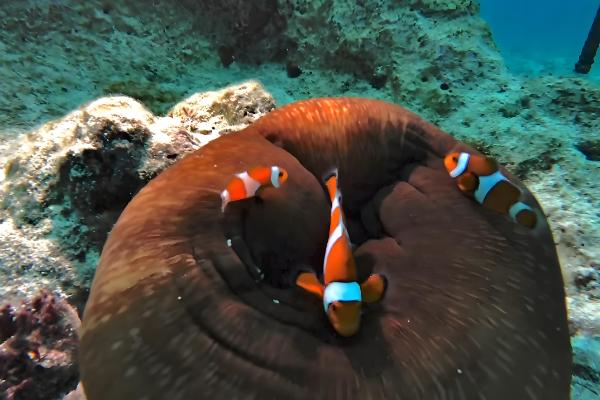 小丑鱼能和斑马鱼一起饲养吗，不能混养
