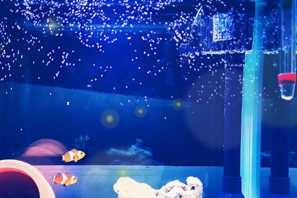 小丑鱼能和斑马鱼一起饲养吗，不能混养