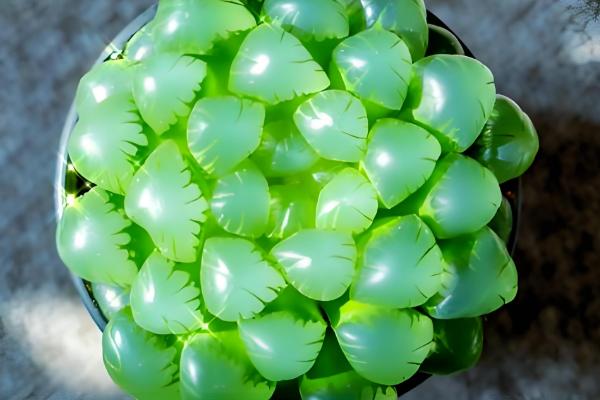 冬天姬玉露怎么浇水，一定要控制好浇水量