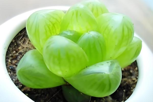 冬天姬玉露怎么浇水，一定要控制好浇水量