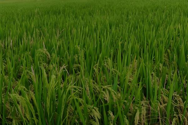 稻曲病如何防治，可以用多菌灵浸种