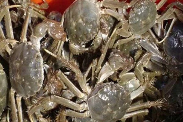 河蟹挑选方法，偏重的河蟹肉质较多