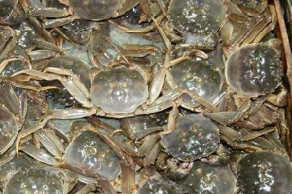 河蟹挑选方法，偏重的河蟹肉质较多