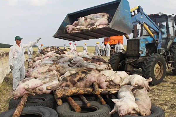 非洲猪瘟怎么传播，主要有人员传播、饲料传播等5种方式