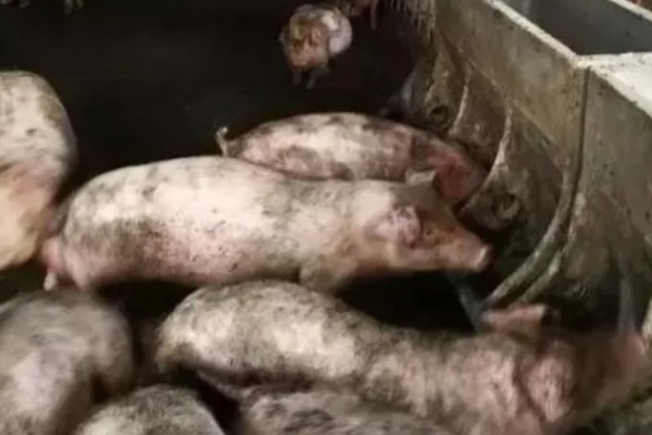 非洲猪瘟怎么传播，主要有人员传播、饲料传播等5种方式