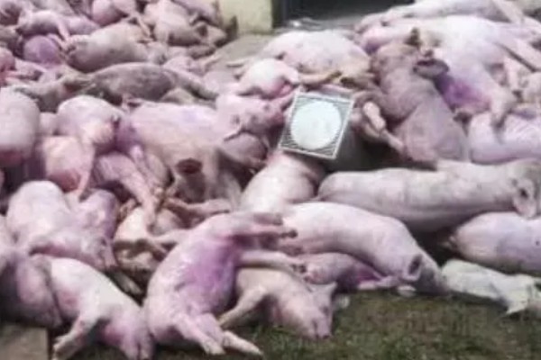 非洲猪瘟怎么传播，主要有人员传播、饲料传播等5种方式