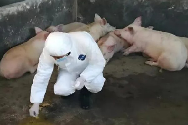 非洲猪瘟怎么传播，主要有人员传播、饲料传播等5种方式