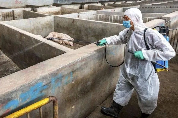 非洲猪瘟怎么传播，主要有人员传播、饲料传播等5种方式