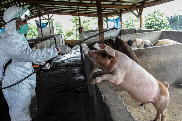 非洲猪瘟怎么传播，主要有人员传播、饲料传播等5种方式