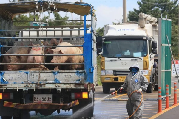 非洲猪瘟怎么传播，主要有人员传播、饲料传播等5种方式