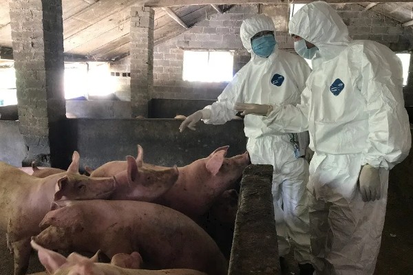 非洲猪瘟怎么传播，主要有人员传播、饲料传播等5种方式