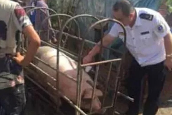 非洲猪瘟怎么传播，主要有人员传播、饲料传播等5种方式