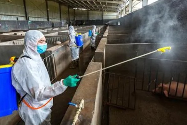 非洲猪瘟怎么传播，主要有人员传播、饲料传播等5种方式