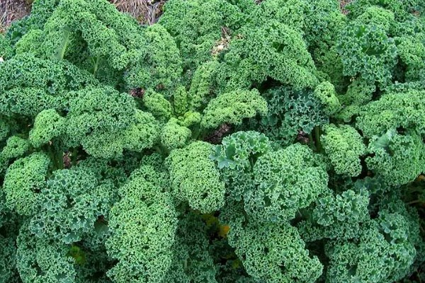 羽衣甘蓝的花语,寓意华美